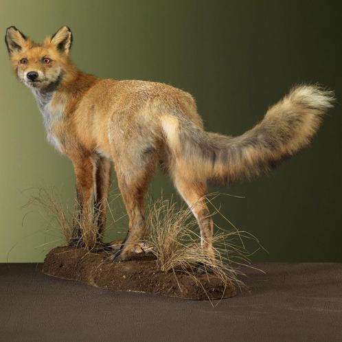 Vos Taxidermie Opgezette Dieren By Max, Verzamelen, Dierenverzamelingen, Opgezet dier, Nieuw, Wild dier, Ophalen of Verzenden
