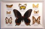 Vlinder Taxidermie volledige montage - Papilio deiphobus