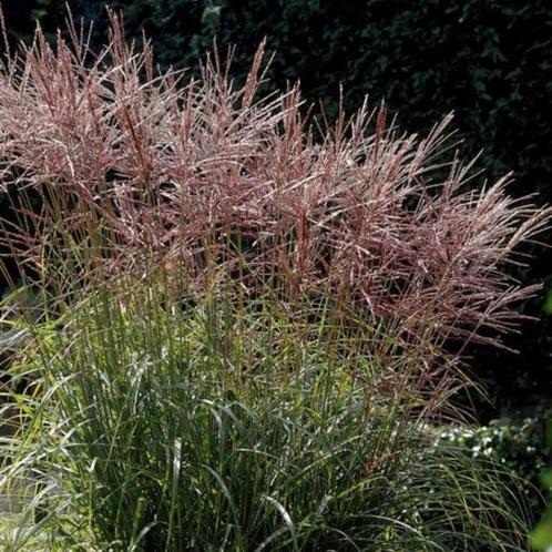 Miscanthus sin. ‘Ferner Osten’ - Potmaat 9x9 cm, Tuin en Terras, Planten | Tuinplanten, Ophalen of Verzenden