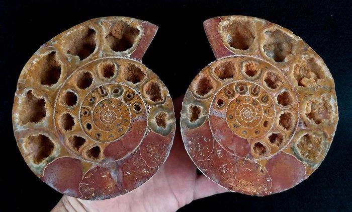 Ammoniet - Gefossiliseerd dier - Kranaosphinctes roedereri, Verzamelen, Mineralen en Fossielen