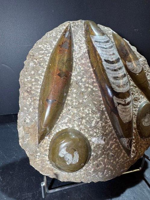 Orthoceras - Gefossiliseerd dier - Orthocera - 2422 cm, Verzamelen, Mineralen en Fossielen