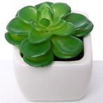 Actie SUCCULENT Groen in wit potje 7cm 868753 Succulent, Ophalen of Verzenden, Nieuw