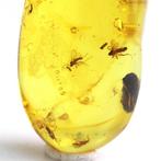 Authentieke Baltische barnsteen met fossiele insecten VEELE, Nieuw