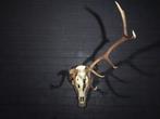 Abnormal Red Stag Trophy Gewei - Cervus elaphus - 70 cm -, Nieuw