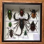 Scorpiën, tarantulas, neushoornkevers, hertkevers (enz.), Antiek en Kunst