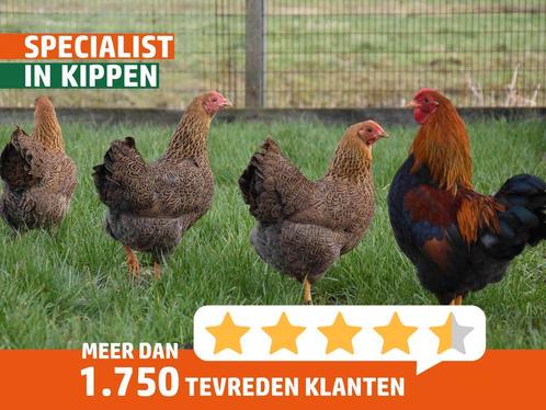 Jonge Wyandotte krielkippen | Ingeënte dieren en goed advies, Dieren en Toebehoren, Pluimvee, Kip, Meerdere dieren