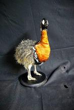 struisvogel gans Taxidermie volledige montage - Struthio -, Nieuw