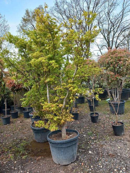 Acer Palmatum viridis Japanse esdoorn, Tuin en Terras, Planten | Bomen, Ophalen