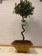 Olijf bonsai (Olea europaea) - Hoogte (boom): 75 cm - Diepte