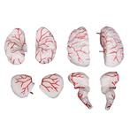 Anatomisch model hersenen met slagaderen, 8 delen ST-ATM, Nieuw, Verzenden