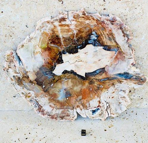 Fossiel hout - Gefossiliseerd hout - 310 cm - 290 cm, Verzamelen, Mineralen en Fossielen