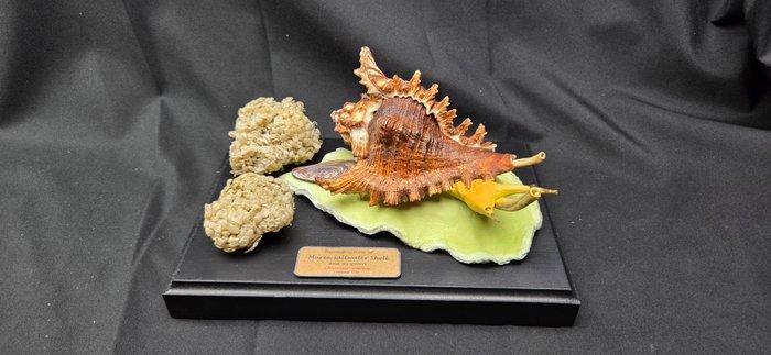 . - Diorama - Reconstitutie van Murex zoutwater schelp en, Antiek en Kunst, Curiosa en Brocante