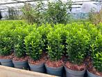 Euonymus Green Spire - kardinaalsmuts vanaf €0,60, Tuin en Terras, Planten | Struiken en Hagen, Overige soorten, Haag, Minder dan 100 cm