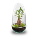 DIY Planten terrarium tweedelig bolglas - Egg Bonsai - Ø 12, Verzenden