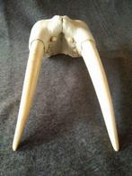 Grote Walrussen Set tanden - Odobenus rosmarus - 355 mm -, Verzamelen, Nieuw