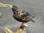 Gewone spreeuwen, voormalige museumvoorwerpen Taxidermie, Nieuw