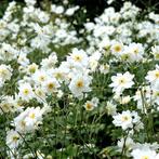 Anemone x Hybrida Whirlwind - Wortelgoed - 5 stuks, Verzenden