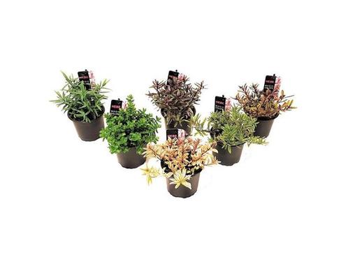 Hebe struikveronicas - mix van 6, Huis en Inrichting, Kamerplanten, Verzenden