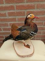 Mandarijneend Taxidermie volledige montage - Aix, Verzamelen, Dierenverzamelingen, Nieuw