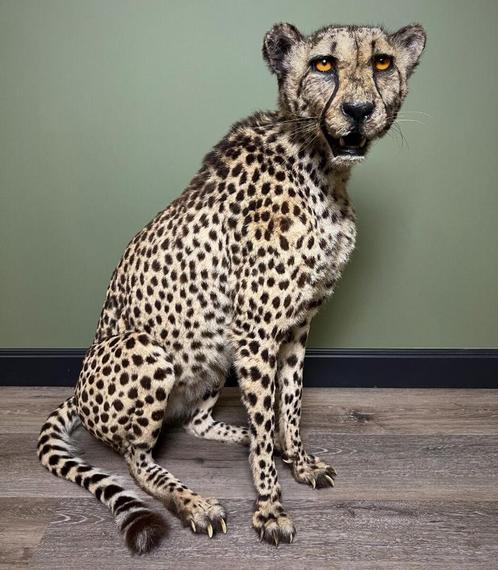 Cheetah Taxidermie Opgezette Dieren By Max, Verzamelen, Dierenverzamelingen, Opgezet dier, Nieuw, Wild dier, Ophalen of Verzenden