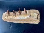 Spinosaurus - Fossiele tanden - Spinosaurus aegyptiacus - 9