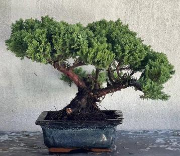 Jeneverbes bonsai (Juniperus) - Hoogte (boom): 18 cm - beschikbaar voor biedingen