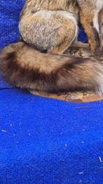 Rode vos met zijn prooi. Taxidermie wandmontage - Vulpes, Nieuw