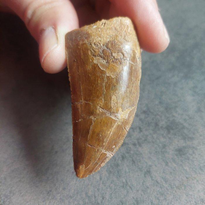 Dinosaurus - Fossiele tand - Gigantischer, Verzamelen, Mineralen en Fossielen