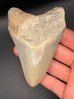 Megalodon - Fossiele tand - carcharias megalodon - 11.3 cm -, Verzamelen, Mineralen en Fossielen