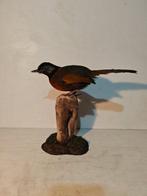 Met een kraag lachende lijster Taxidermie volledige montage, Nieuw