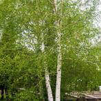 Witte berk - Betula utilis Doorenbos - Omtrek: 14-18 cm |, Tuin en Terras, Planten | Bomen, Ophalen of Verzenden