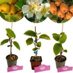 Actinidia deliciosa mix + Pot 9cm 3 stuks, Verzenden, Halfschaduw
