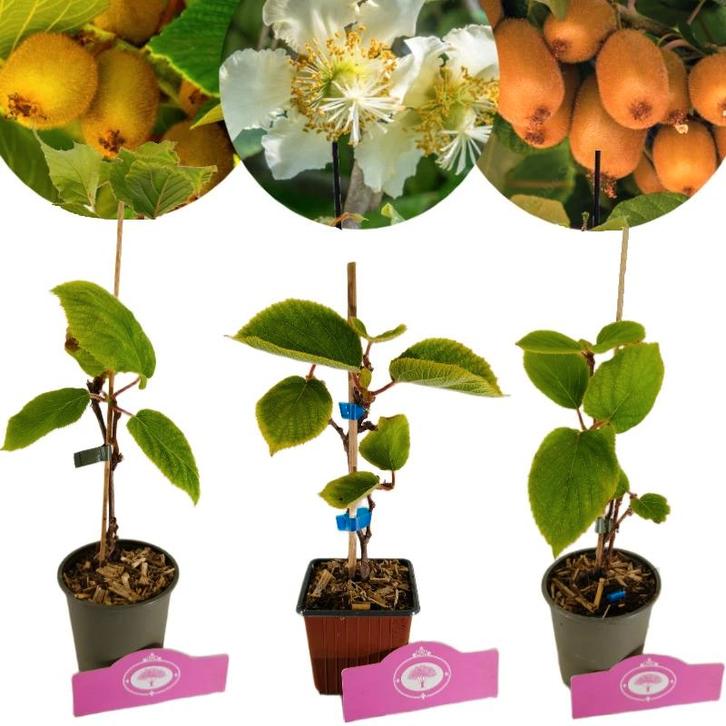 Actinidia deliciosa mix + Pot 9cm 3 stuks, Tuin en Terras, Planten | Fruitbomen, Halfschaduw, Verzenden