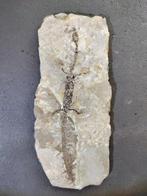 Gefossiliseerd dier - Rare dragon-Hyphalosaurus - 23 cm, Verzamelen, Mineralen en Fossielen