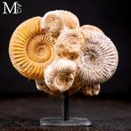 Fascinerende natuurlijke formatie - Fossielfragment -, Antiek en Kunst