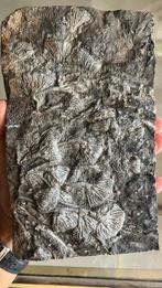 Trossen prachtige zeelelies - Gefossiliseerd dier -