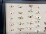 Vlinder Taxidermie wandmontage - Lepidoptera - 63 cm - 63 cm, Antiek en Kunst
