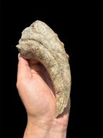 Eén stuk, klauw van de hand van een dinosaurus -