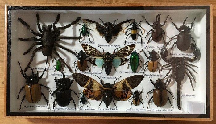 Spinnen, schorpioenen, cicaden, kevers en hertkevers (enz.), Antiek en Kunst, Curiosa en Brocante