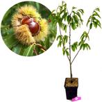 Castanea sativa Marrone di Marradi + pot 23cm, Verzenden, Volle zon