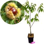 Castanea sativa Marrone di Marradi + pot 23cm, Tuin en Terras, Planten | Fruitbomen, Volle zon, Verzenden