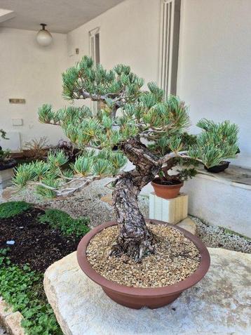 Bonsai van Pinus Pentaphylla - Verzamelstuk - Hoogte (boom): beschikbaar voor biedingen