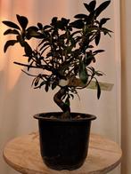 ‘Saien’ Satsuki azalea bonsai - Hoogte (boom): 22 cm -