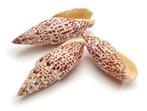 Schelpen Mitra Papalis ±12cm 5pcs Shells, Hobby en Vrije tijd, Knutselen, Ophalen of Verzenden, Nieuw