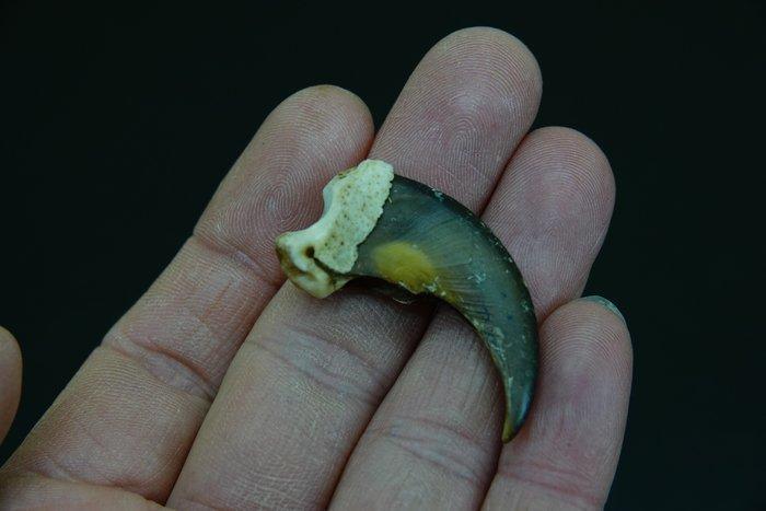 Zwarte beer Klauw - Ursus americanus - with legal transfer -, Verzamelen, Dierenverzamelingen