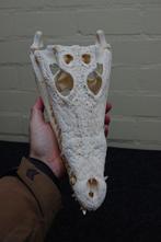 Large Nile Crocodile Schedel - Crocodylus niloticus (with, Nieuw