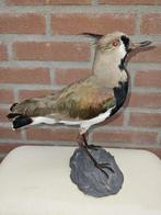 Chileense Kievit Taxidermie volledige montage - Vanellus, Verzamelen, Nieuw