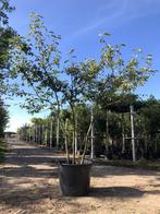 Krentenboompje Amelanchier lamarckii, Meerstammig, Witte, Nieuw