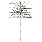 Leibeuk - Carpinus Betulus - Omtrek: 6-10 cm | Hoogte: 300 c, Ophalen of Verzenden