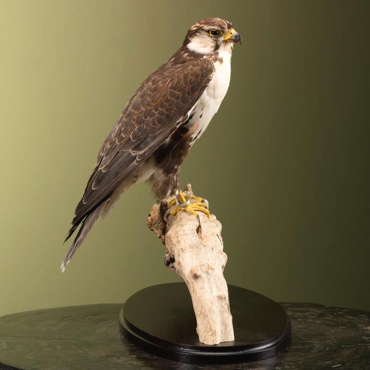 Indische Lannervalk Taxidermie Opgezette Dieren By Max, Verzamelen, Dierenverzamelingen, Opgezet dier, Nieuw, Vogel, Ophalen of Verzenden